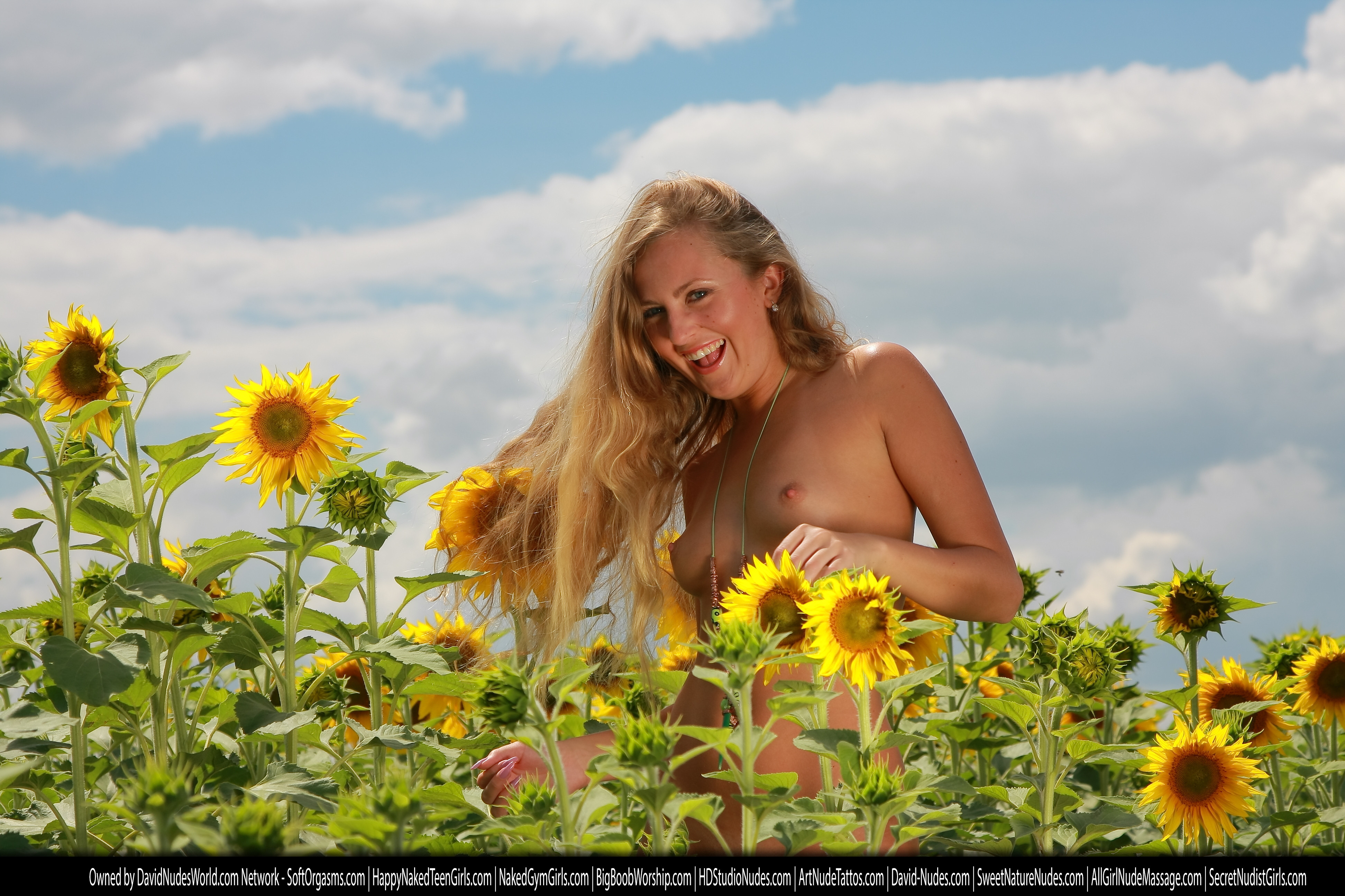 alena sunflowers 8934